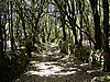 Corsica 2004 - Zostup - cesta lesom